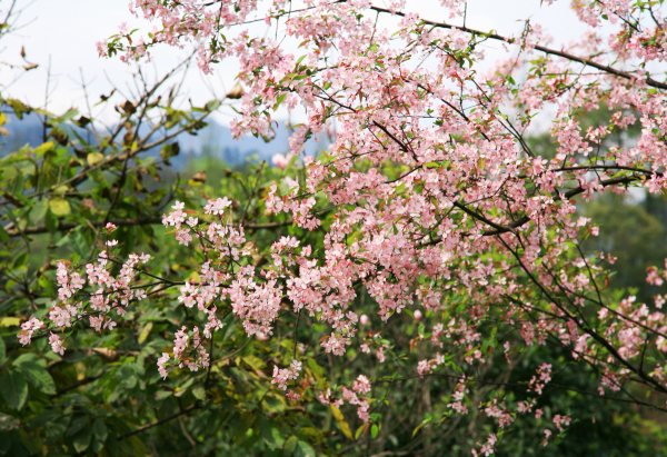 春享峨眉，樂游其中，且玩且珍惜