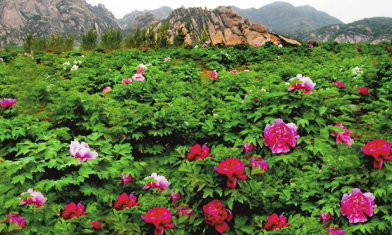 探幽峽醉牡丹風(fēng)月無(wú)邊嵖岈山