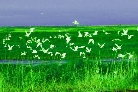 樂(lè)享綠色夏日 濕地公園生態(tài)親水之旅