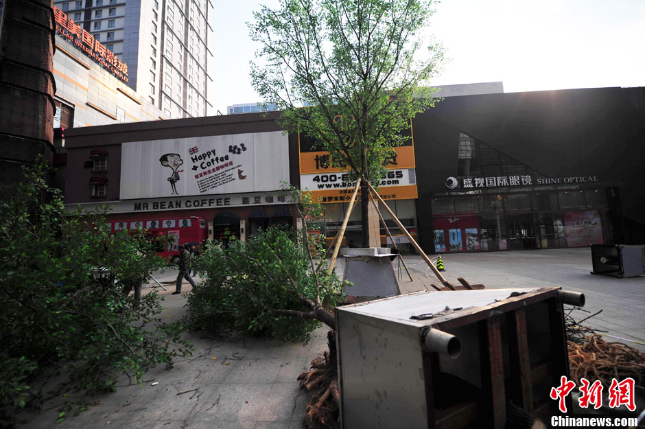 我和我的小伙伴們都驚呆了！沈陽真樹"種"上假樹葉