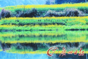 　　江嶺梯田落差不大,但有花有水。