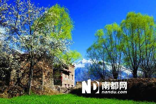 　　三月里,川西北的梨花盛放,寨子、碉樓、梨花……構(gòu)成最美的丹巴風(fēng)光。