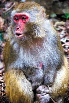 　　金鞭溪四周也是野猴的聚集地。