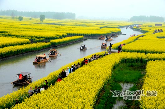 　　興化的油菜花最讓人心醉,因為沒有一個地方能把油菜花和水景結(jié)合得如此到位。(圖片來源:CFP)