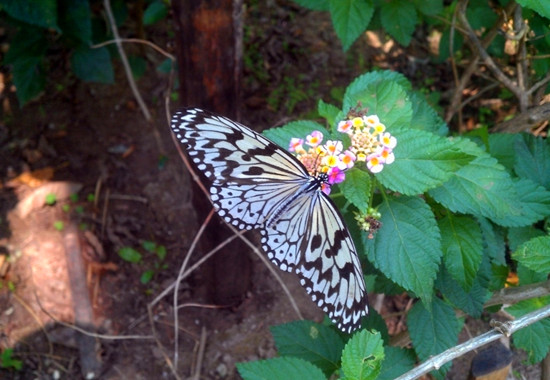 [旅游攻略]龍棲湖蝴蝶島國(guó)慶民俗嘉年華即將開(kāi)幕