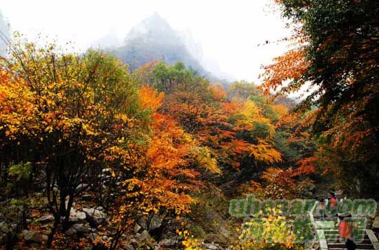 深秋去堯山賞紅葉、泡溫泉、拜大佛
