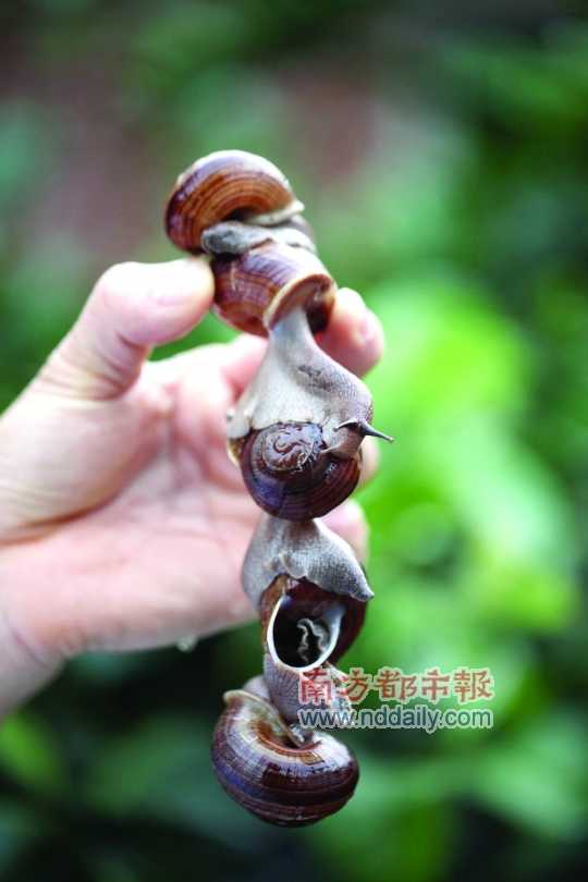 廣西的野生蝸牛追求原汁原味，做法也非常精簡。