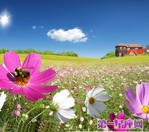 十二星座代表什么花？