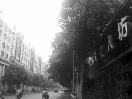 　　樹木枝繁葉茂，幾乎完全擋住紅綠燈 網(wǎng)友供圖