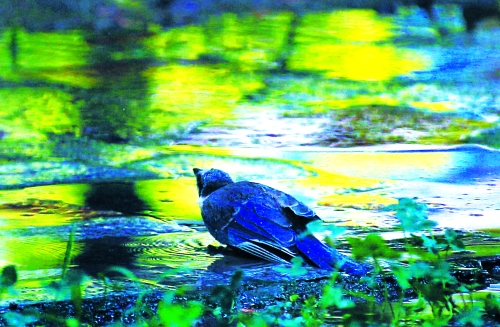 昨天，離三伏結(jié)束還有5天，鄭州、洛陽(yáng)拉響“紅色警報(bào)”