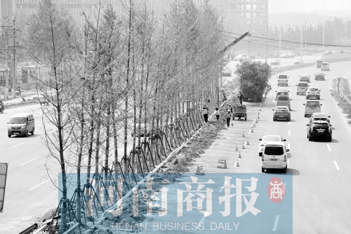 　西三環(huán)化工路，工人正在車道中間種植銀杏樹