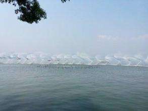 游客低頭玩手機踩空掉進(jìn)西湖 幸有消防士官途經(jīng)救起