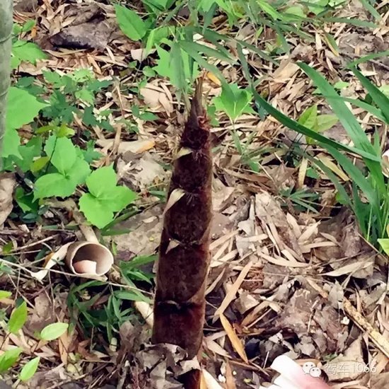 咦~這是什么？能吃嗎？