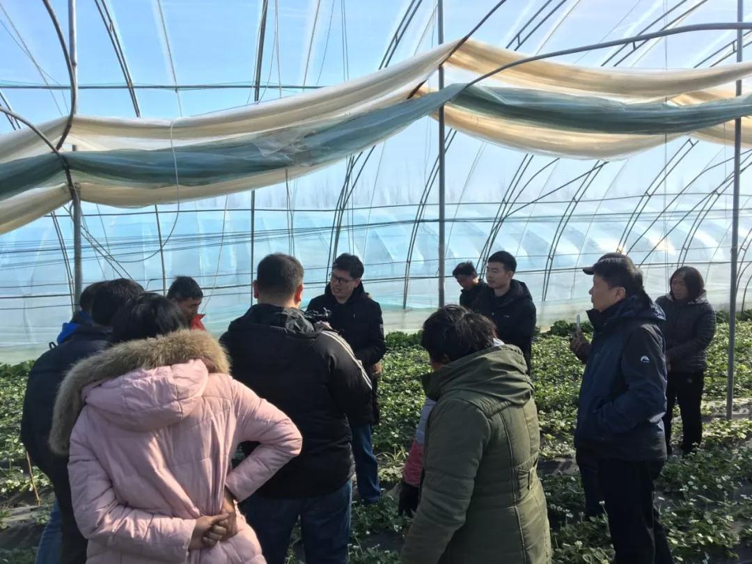 鄭州果樹(shù)所草莓專(zhuān)家服務(wù)團(tuán)到草莓棚里指導(dǎo)莓農(nóng)