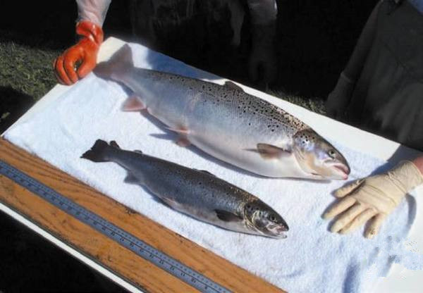 美國為何要率先吃轉(zhuǎn)基因動物？