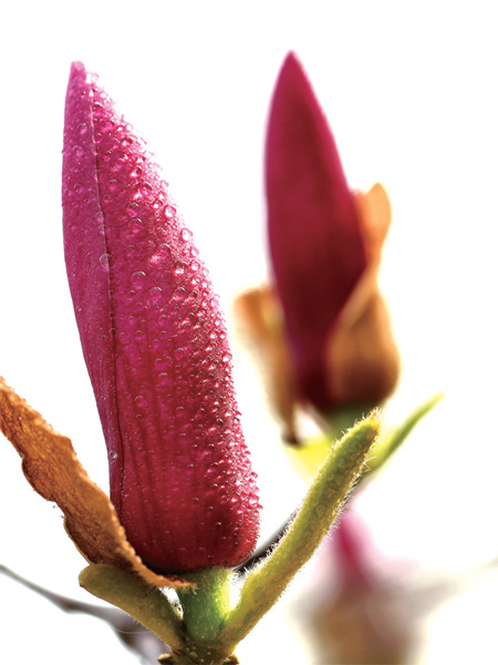 在鄭州，玉蘭才是春的使者