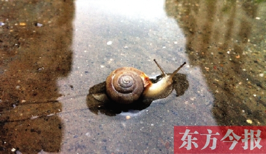 堵車俺不怕，就怕發(fā)大水，這不，一大早蹚水過街，現(xiàn)在已經(jīng)是下午了，俺還在馬路中間呢