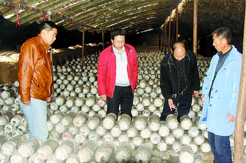 張泉鑫（左二）指導食用菌種植戶解決技術(shù)難題。