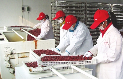 雖是寒冬，內(nèi)黃紅棗加工生產(chǎn)依然熱火朝天。