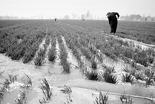 3月25日，濮陽(yáng)縣郎中鄉(xiāng)大趙寨村農(nóng)民在為小麥澆水。連日來(lái)，濮陽(yáng)縣廣大農(nóng)民不誤農(nóng)時(shí)，及時(shí)為麥田施肥、澆