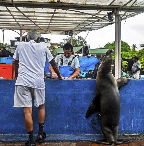 海獅變魚攤?？?排隊“購買”金槍魚
