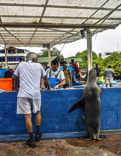 海獅變魚攤?？?排隊“購買”金槍魚