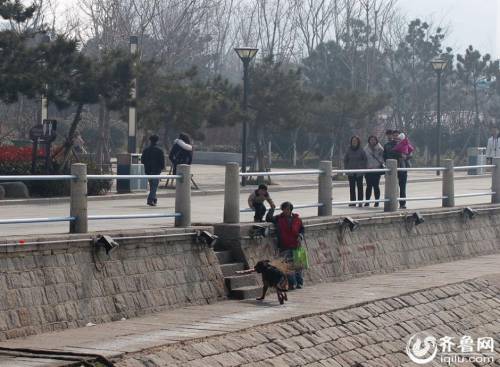 青島棧橋現(xiàn)“環(huán)保狗” 跳海撿垃圾 青島棧橋現(xiàn)“環(huán)保狗” 跳海撿垃圾