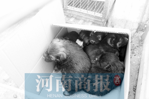 一家只能養(yǎng)一只狗，多余的被暫扣