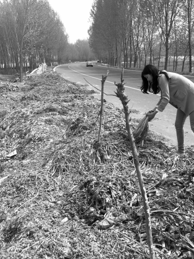 中牟再現(xiàn)"菜賤傷農"事件 40斤生菜賣不了一碗燴面錢