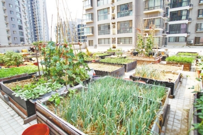  小區(qū)3層商鋪的樓頂是個(gè)大平臺(tái)，個(gè)人圍起來的“小菜園”約有50多個(gè)。