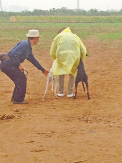 上場(chǎng)前，狗主人進(jìn)場(chǎng)撫摸自己的愛犬，給它打氣加油。