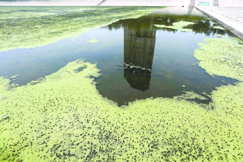 幾近干涸、臭氣熏天、長(zhǎng)滿水草的東風(fēng)渠，已不見往日容顏　 記者 侯建勛/攝