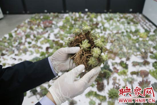 這些被截獲的多肉植物郵件面單上的品名大多申報為“禮物”、“衣服”等，屬于瞞報行為。
