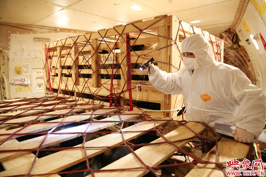 千只澳大利亞種羊“打飛的”落戶河南 創(chuàng)國(guó)內(nèi)多個(gè)第一