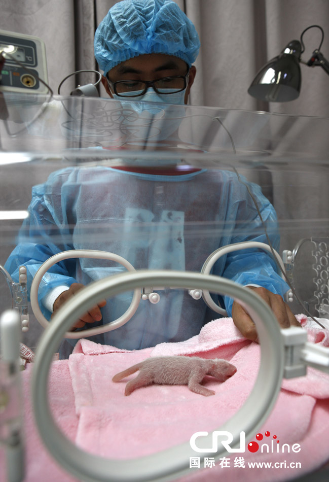 2013年7月11日，成都大熊貓繁育研究基地月亮產(chǎn)房，工作人員在照顧新生大熊貓寶寶。