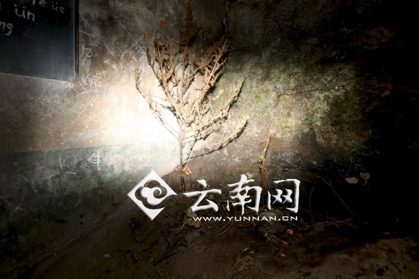 　教室里沒有燈，光線太暗，村民便種下了野蘇麻，希望教室有綠色，讓孩子們看到“希望”。 徐弘毅 攝