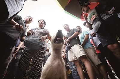 一只狗被動(dòng)保人士與狗販子圍在中間，等待兩方的討價(jià)還價(jià)后決定去向