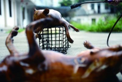 今天上午，玉林很多餐館為即將到來的狗肉節(jié)備貨，圖為餐館后廚正在加工狗肉 記者 劉暢 攝