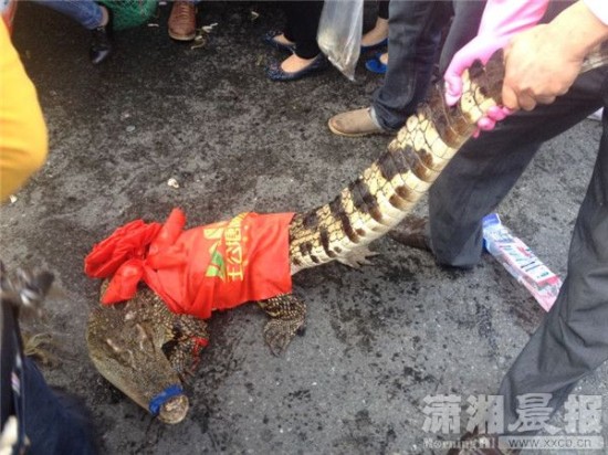 車上的鱷魚爬上路面。記者 向帥