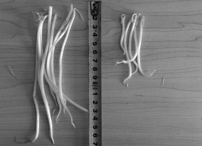 “黑作坊”制售的豆芽（左）和超市銷售的豆芽（右）長度形成鮮明對比。