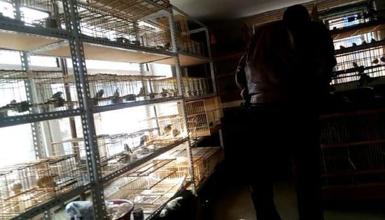 哈爾濱市雙城區(qū)集市上，一家沒有招牌的平房里擺滿了各種野鳥等待出售。