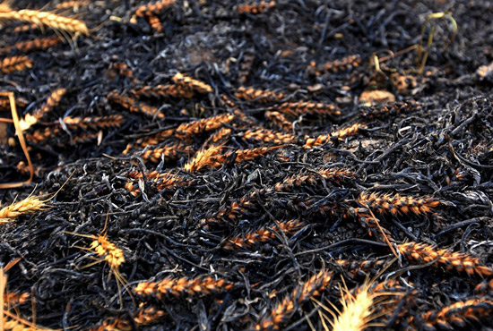 火被撲滅后的麥田。