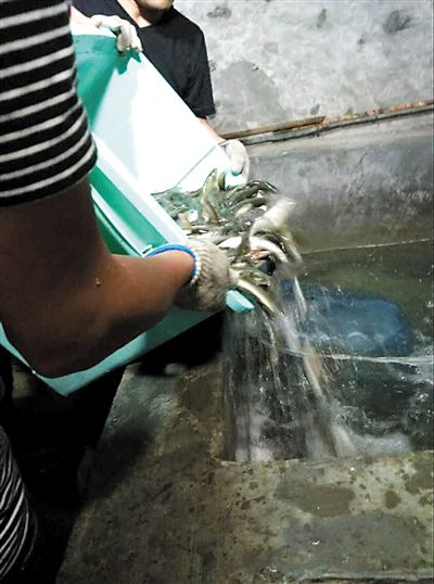 主人將撈上來的魚放進魚池。