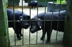 觀測點(diǎn)飼養(yǎng)區(qū)設(shè)有豬圈，可觀察豬是否有異常反應(yīng)