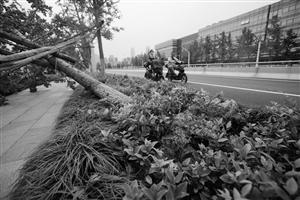 臺(tái)風(fēng)吹倒7000多株行道樹(shù) 寧波市民質(zhì)疑園林局 臺(tái)風(fēng)吹倒7000多株行道樹(shù) 寧波市民質(zhì)疑園林局