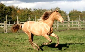 我國(guó)科學(xué)家發(fā)現(xiàn) 2000多年前罕見金色馬匹