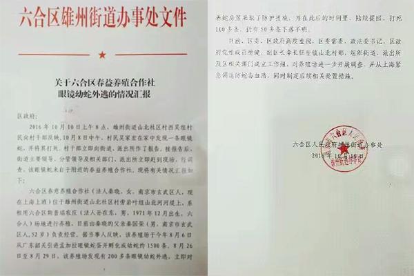 交匯點(diǎn)10月10日消息， 10日晚上，一則消息在南京人的朋友圈和微信群里瘋傳，網(wǎng)傳消息稱：六合雄州街道山北村一個(gè)農(nóng)莊私自養(yǎng)眼鏡蛇，幾天前突然跑出來(lái)了，估計(jì)二三百條。交匯點(diǎn)記者向六合區(qū)委宣傳部相關(guān)人士求證，證實(shí)了此事確實(shí)發(fā)生。