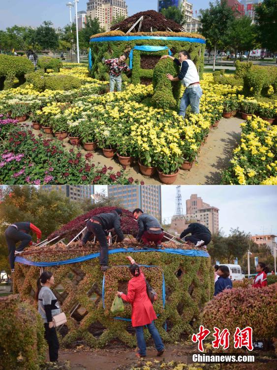 呼和浩特菊花展提前結束 數(shù)萬盆菊花被搬空