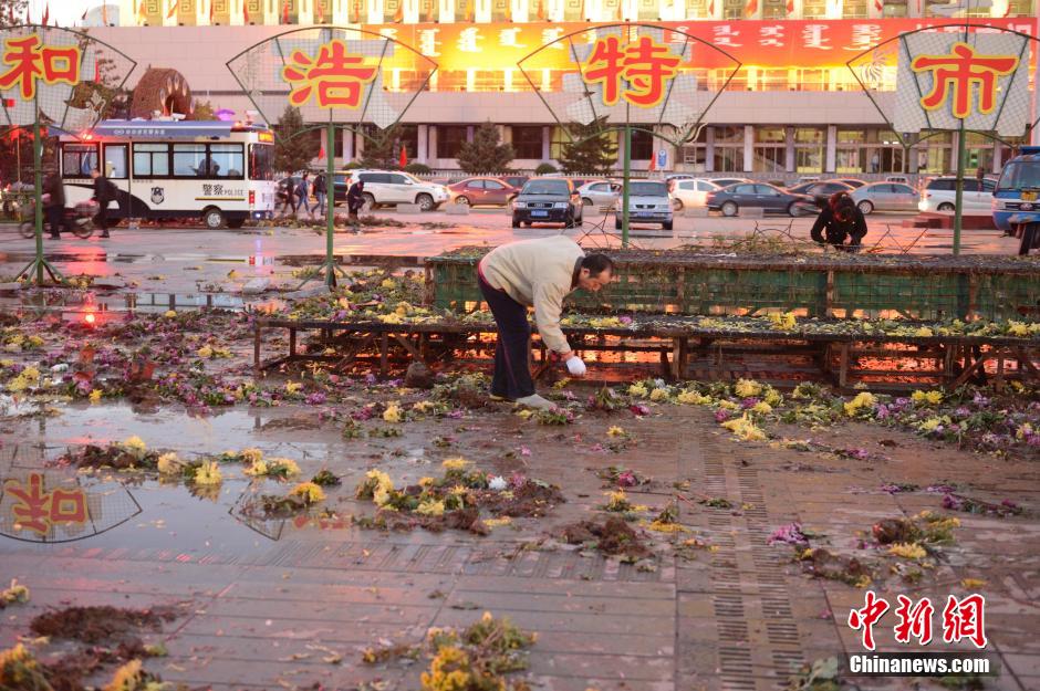 呼和浩特菊花展提前結束 數(shù)萬盆菊花被搬空