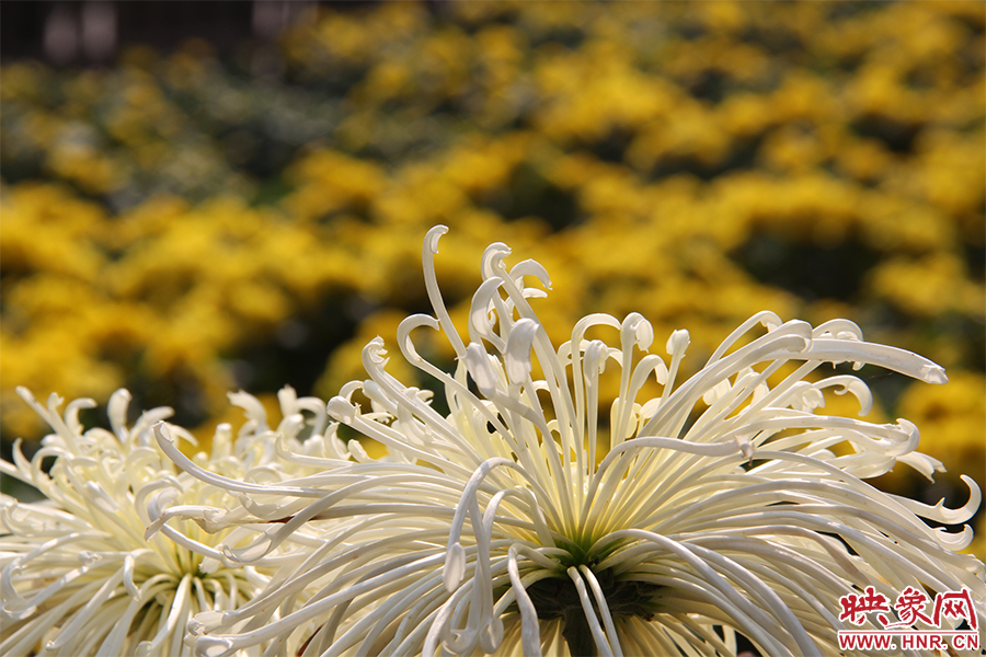 菊花飄香。